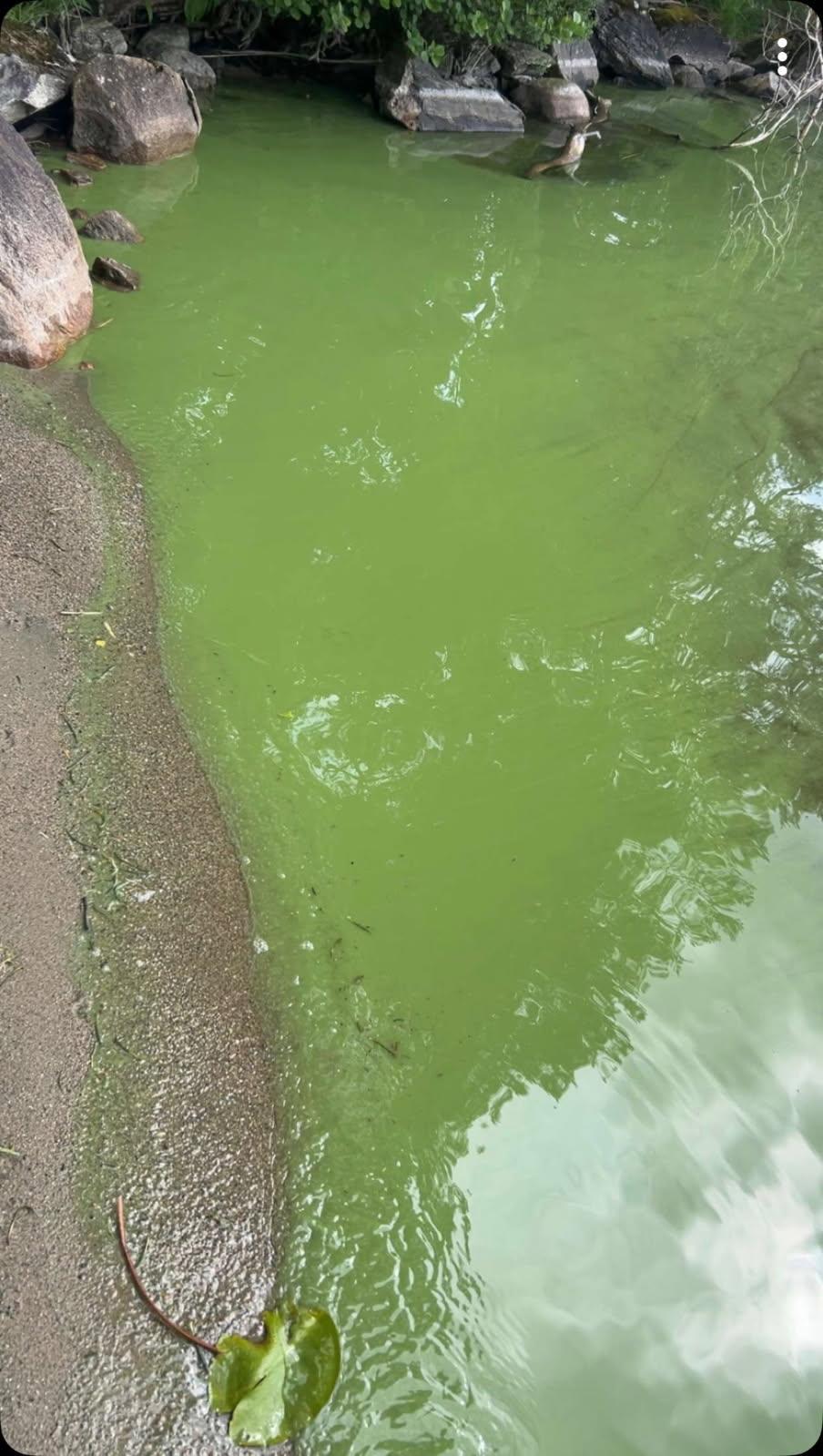 Vann med grønnskjær på grunn av blågrønnalger ved en badestrand - Klikk for stort bilde